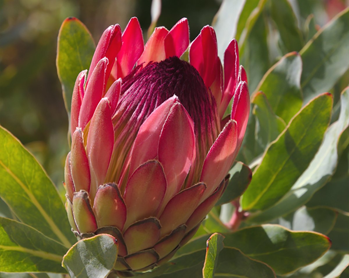 How to Grow Protea | The Water Conservation Garden The ...
