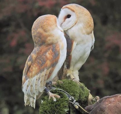 Pair Of Barn Owls The Water Conservation Garden The Water