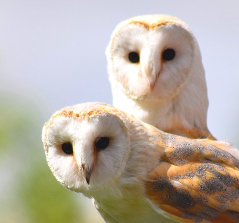 Pair Of Barn Owl Birds Close Up Looking The Water Conservation