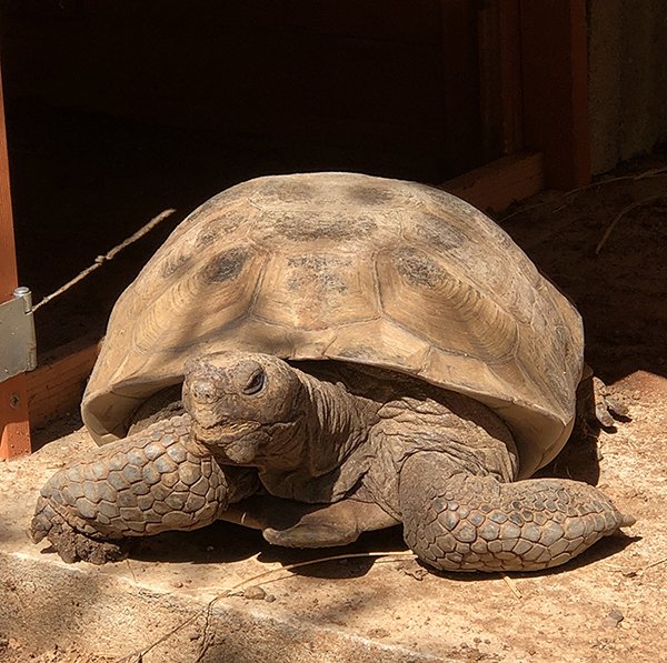 California Desert Tortoises | The Water Conservation Garden The Water ...