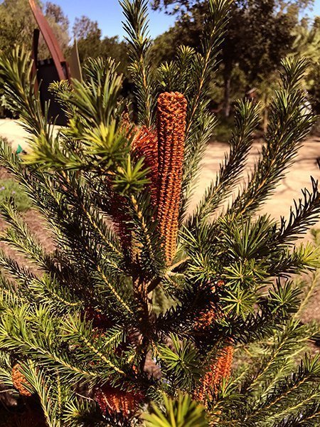 Banksia