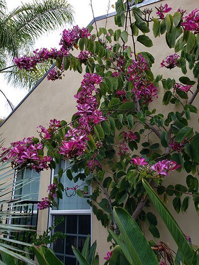 Orchid-TreeWEB