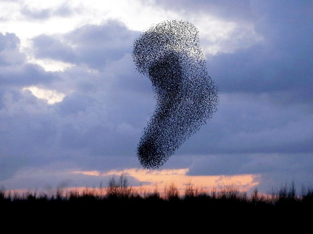 Starlings forming the shape of a giant Christmas stocking