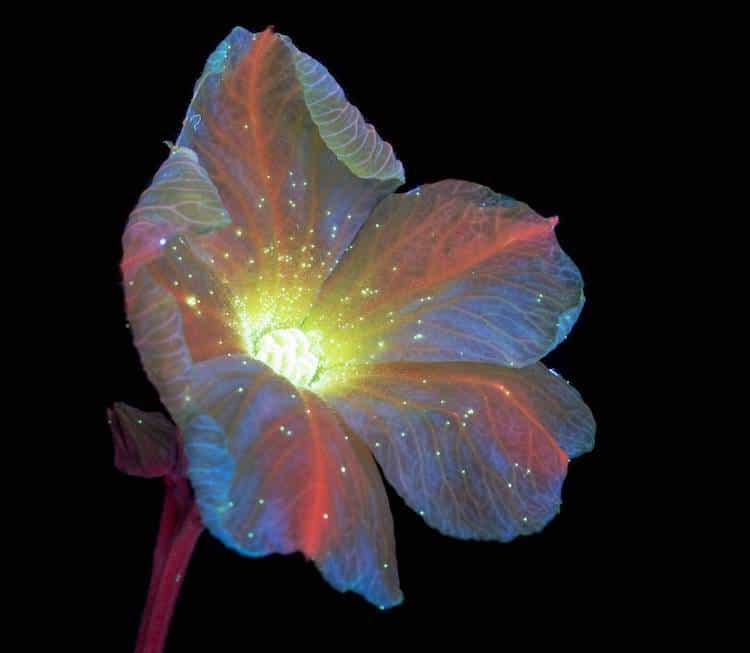 UV Photography Reveals Unexpected Flower Fluorescence