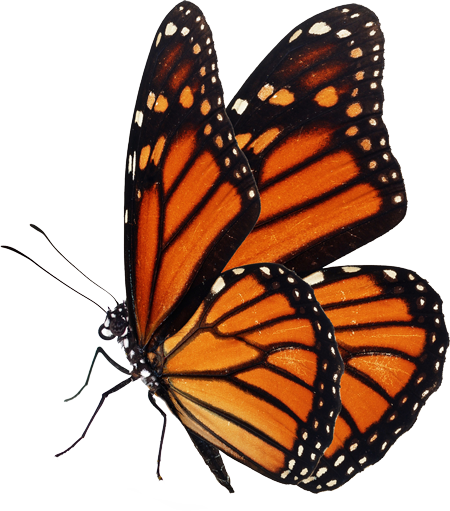 monarch.-450x511png