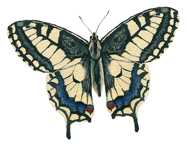 butterfly-blue-beige_iStock-1334768759